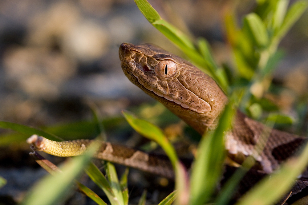 Se puede ver la cola de este bebé copperhead comenzando a desvanecerse debido a su maduración