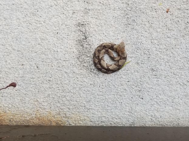 pequeño bebé copperhead en un poco de cemento
