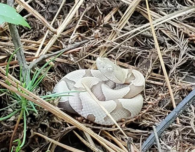 bebé de aspecto vicioso copperhead con ojos lascivos