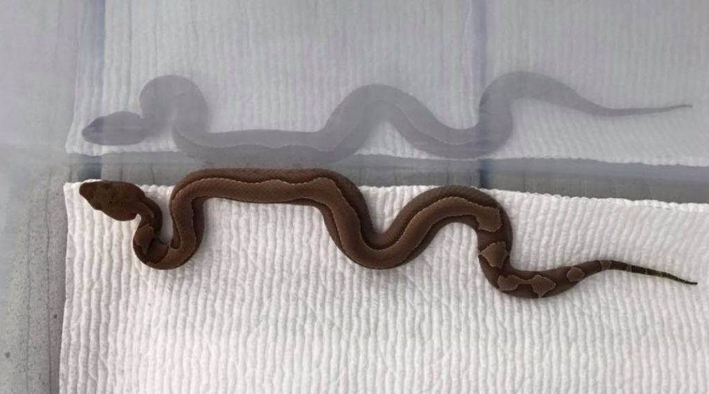 serpiente cabeza de cobre bebé con un patrón único, diferente de las rayas estándar