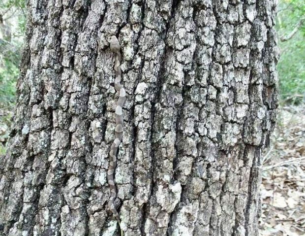 bebé oculto copperhead trepando por el árbol