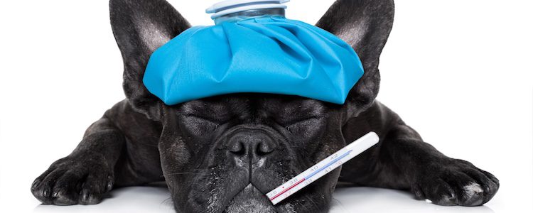 bajar fiebre de perro