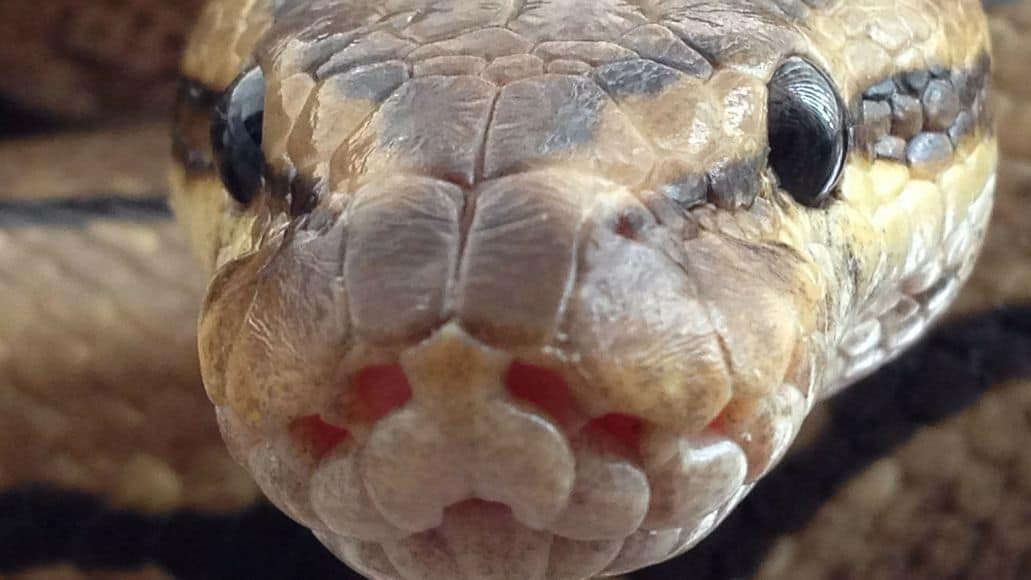 Pitón bola alojada con otra serpiente