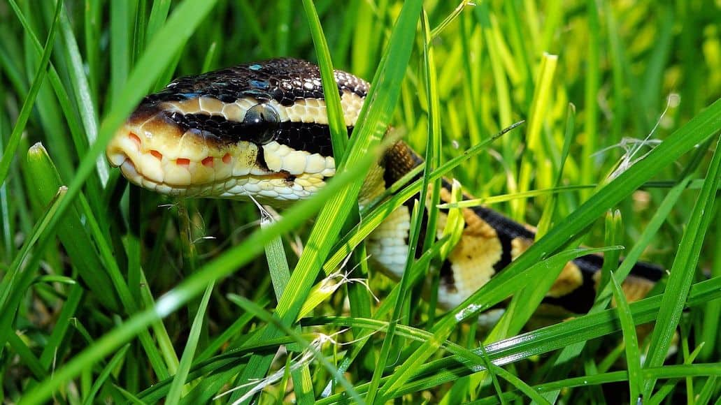 Pitón bola buscando ratón