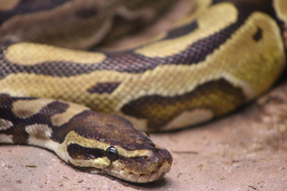 ball python