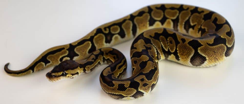 Serpiente pitón bola