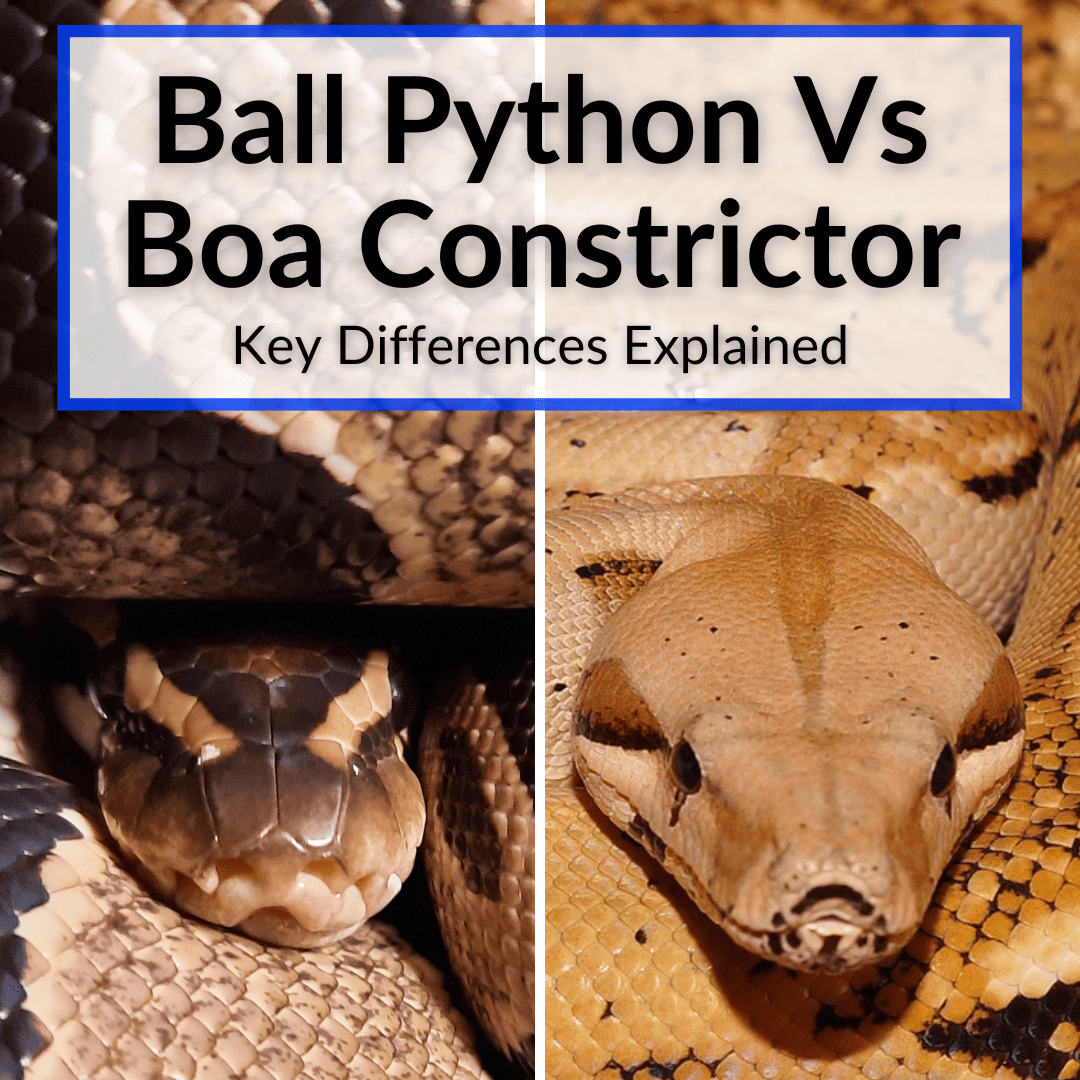 Pitón bola vs Boa constrictor