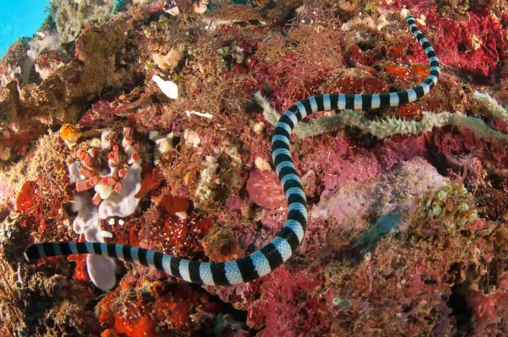 serpiente de mar nadando bajo el agua