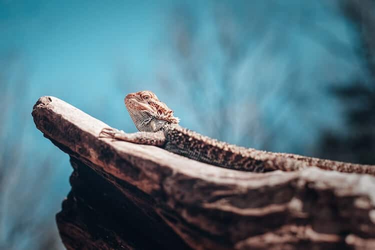 criadores de dragones barbudos