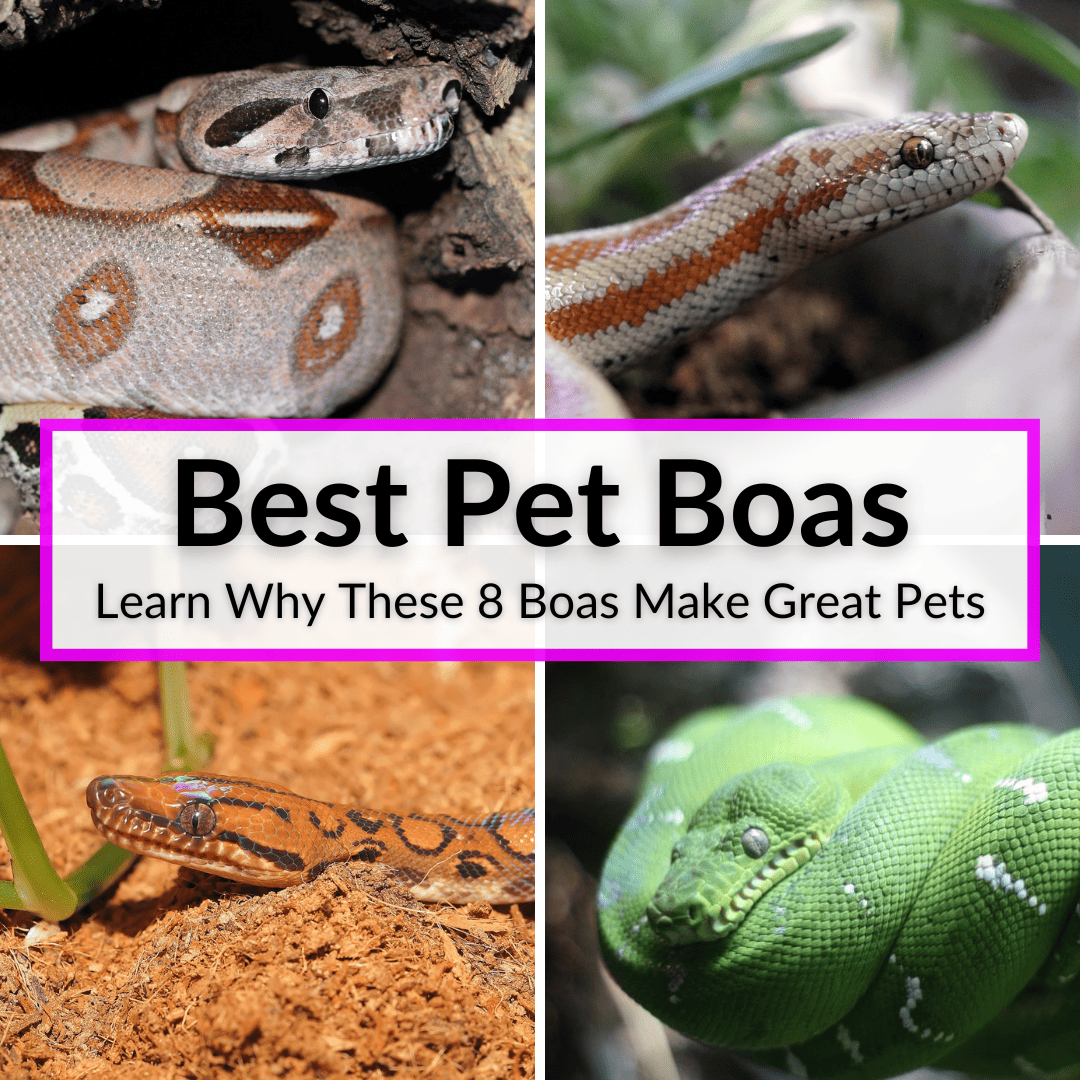 Las mejores boas de compañía