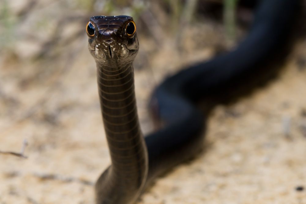 serpiente de carreras negra