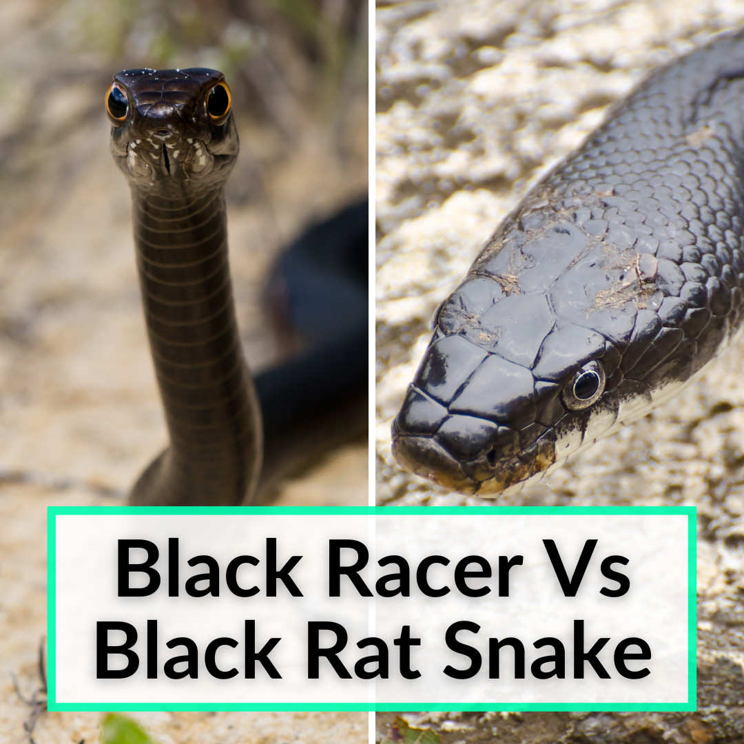 Black Racer Vs Black Rat Snake (Principales diferencias y similitudes ...