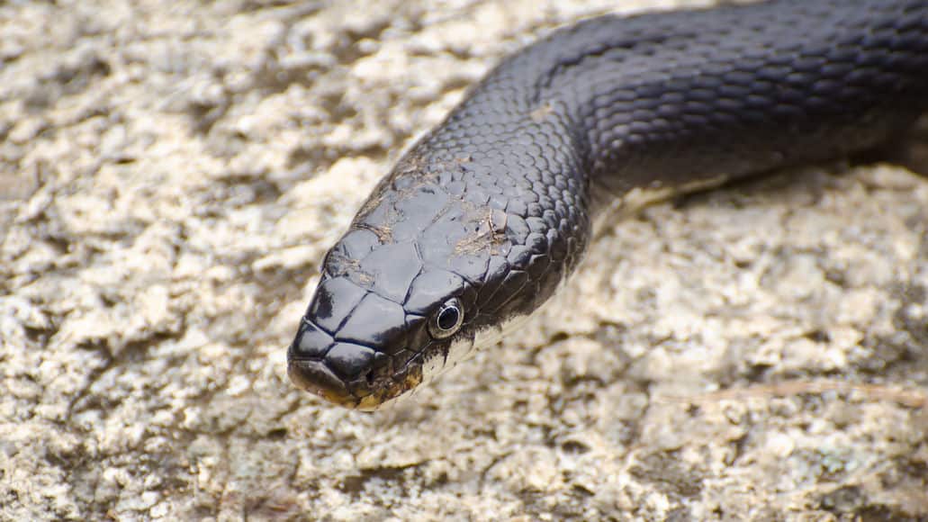Serpiente rata negra