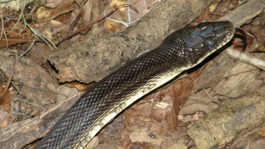serpiente rata negra