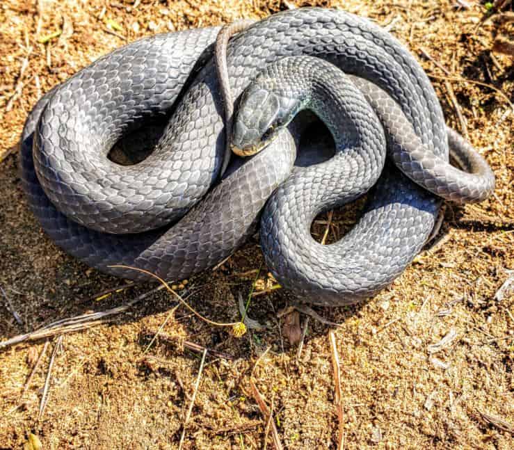 Blue Racer enroscado en algo de tierra