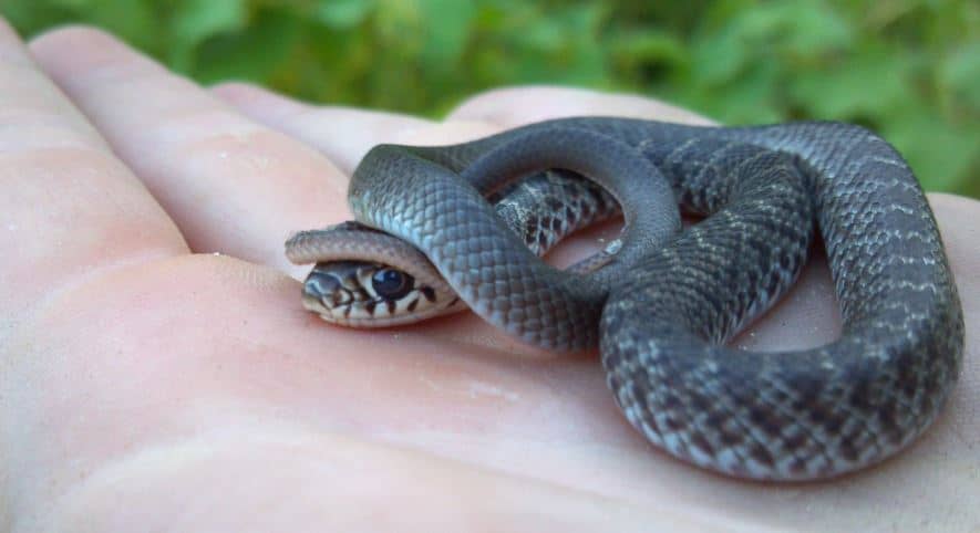 Baby Blue Racer SNake