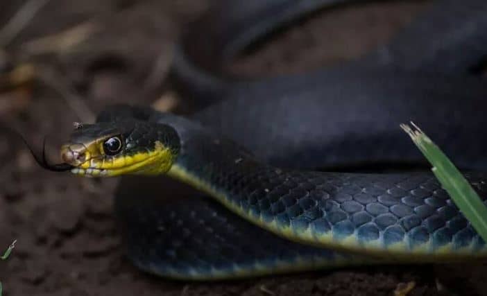 Hermosa raza azul con la cara amarilla y el vientre