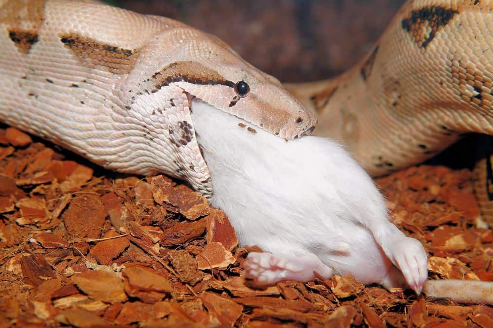 boa constrictor comiendo rata grande