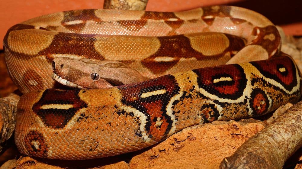 boa constrictor imperator