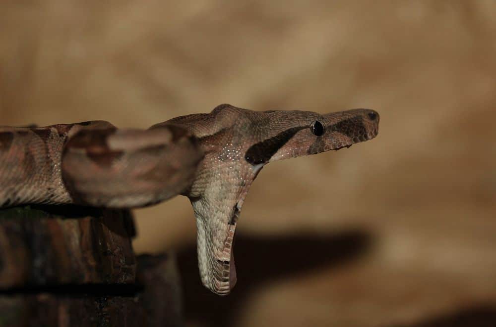 boa constrictor mordiendo con la boca abierta