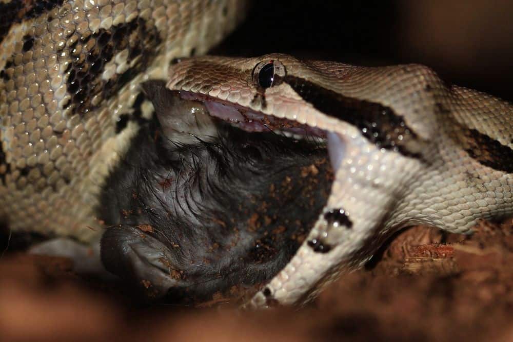 boa constrictor tragando presa