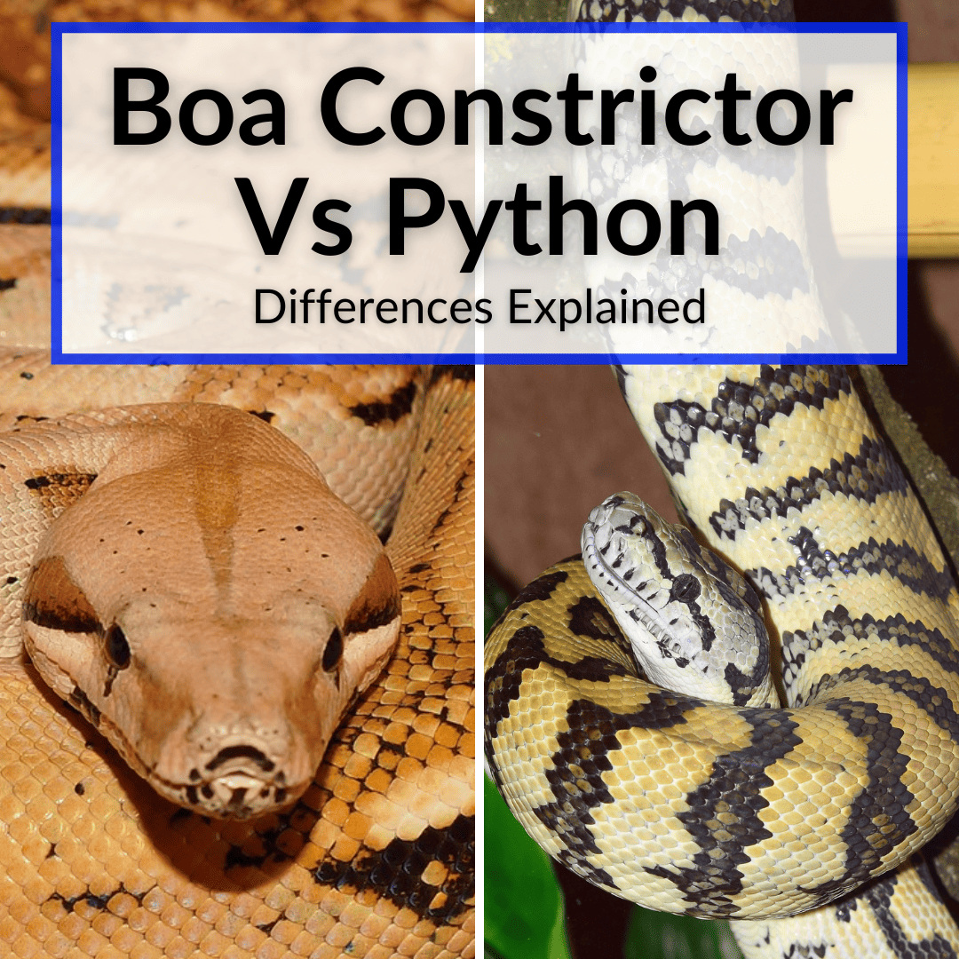 Boa Constrictor Vs Python Boa Constrictor Vs Python