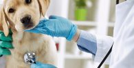 buscar en un veterinario