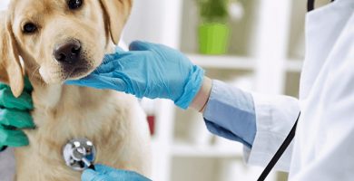 buscar en un veterinario
