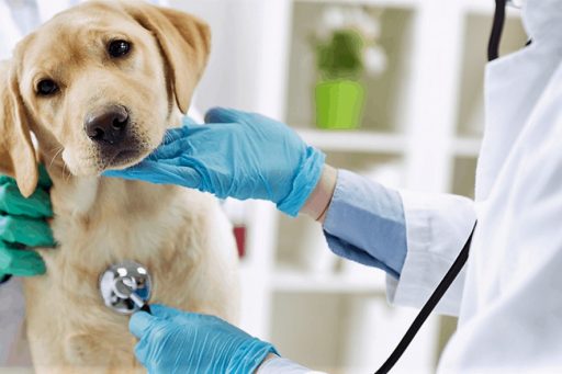 buscar en un veterinario