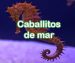 Caballitos de mar
