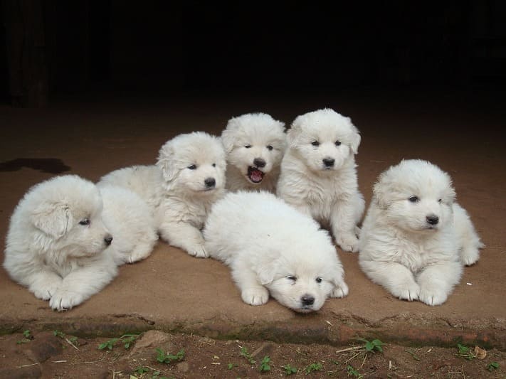 Cachorros pastor Maremma mastín Abruzzese