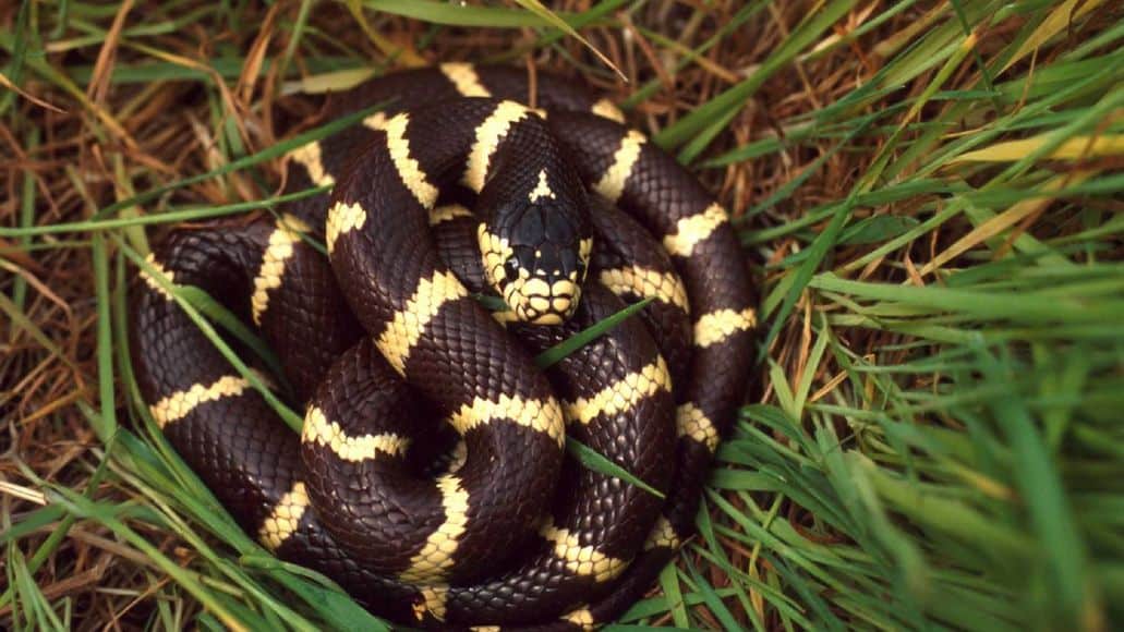 Kingsnake de California