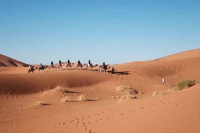 Camellos desierto