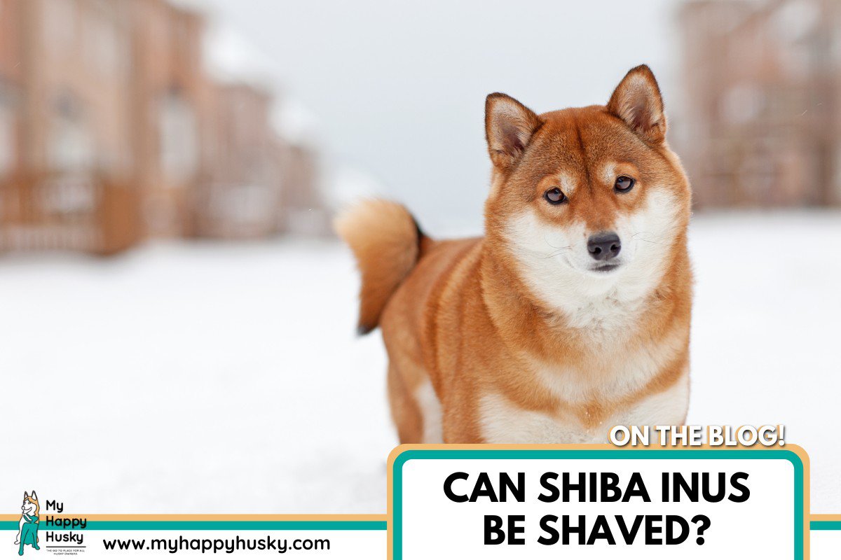 ¿se pueden afeitar los shiba inus?