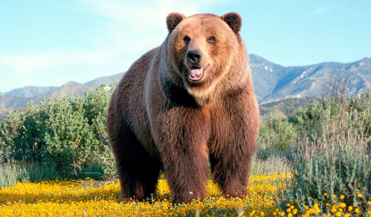 Características Generales de los Osos - Animalesis ~ Mundo animal