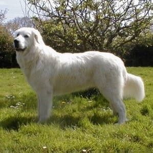 Características del perro pastor Maremma mastín de los Abruzos