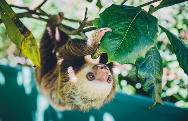 Características oso perezoso