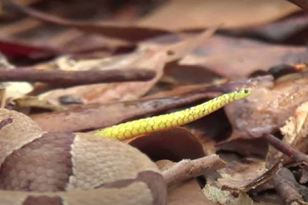 señuelo caudal de una cría de serpiente cabeza de cobre