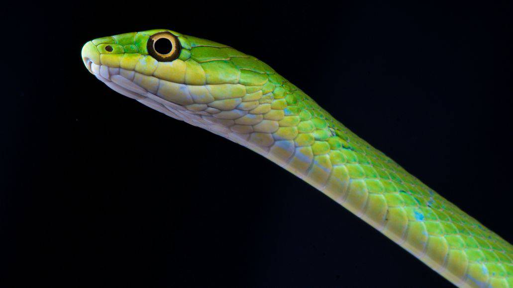 serpiente verde