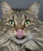 comida húmeda para gatos