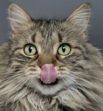 comida húmeda para gatos