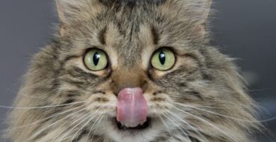 comida húmeda para gatos