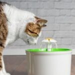 Cómo hidratar a un gato