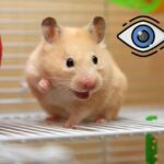 ¿Cómo ven los hámsters?