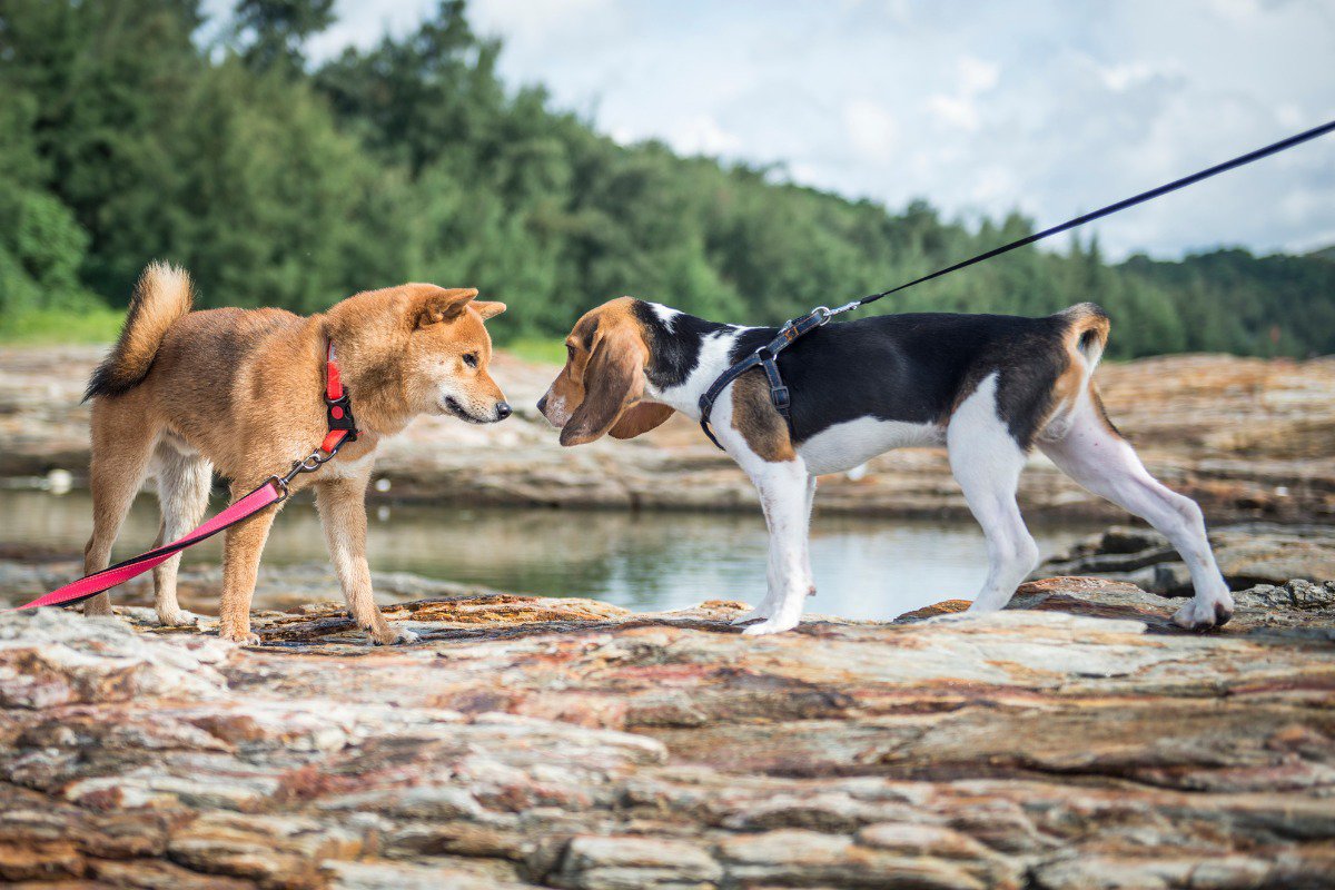 shiba inu con beagle