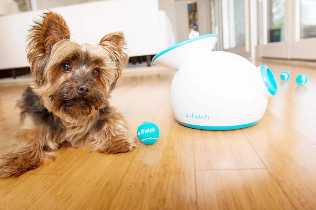 complementos para perros