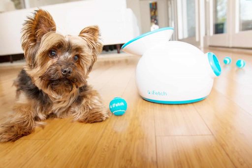 complementos para perros