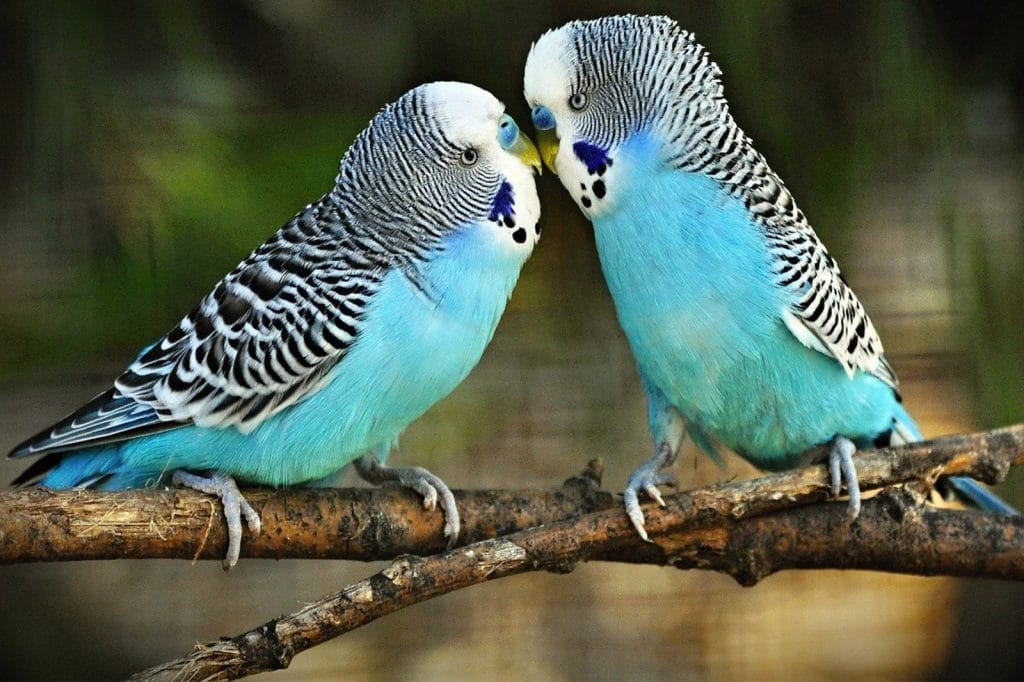 Comportamiento Periquitos