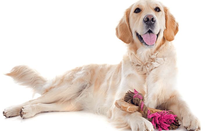 compras en navidad para mascotas