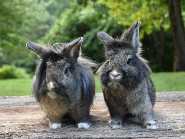 Conejos cabeza de león hembra y macho